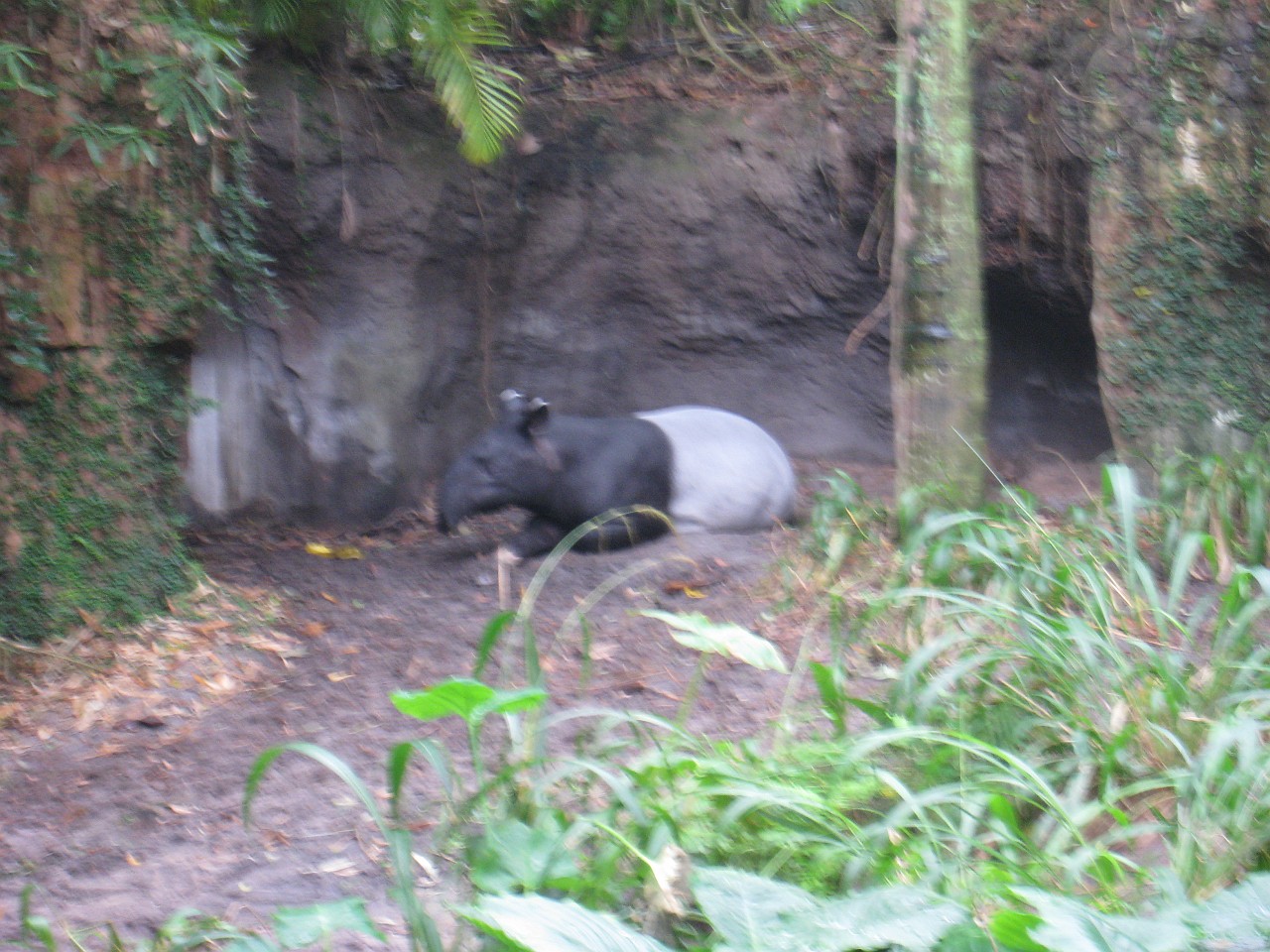 Vacation 2007-12 - Disney Parks  0682.jpg - The 2007-08 vacation to Florida included Disney World. We visited some of the larger theme Resorts along with Animal Kingdom and Disney Hollywood Studios.